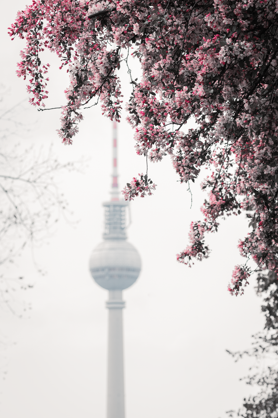 Cherry Blossom & Fernsehturm
