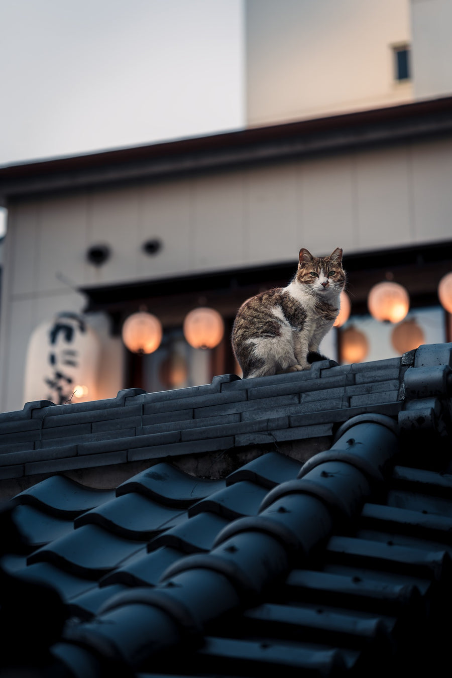 Hozenji Cat I