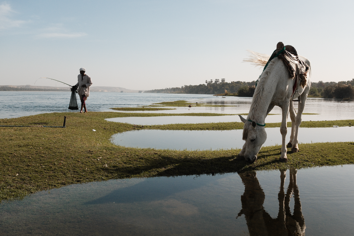 A saddled white horse grazing at the edge of a flooded meadow by the Nile near Aswan, a fisherman walking past with his rod and net