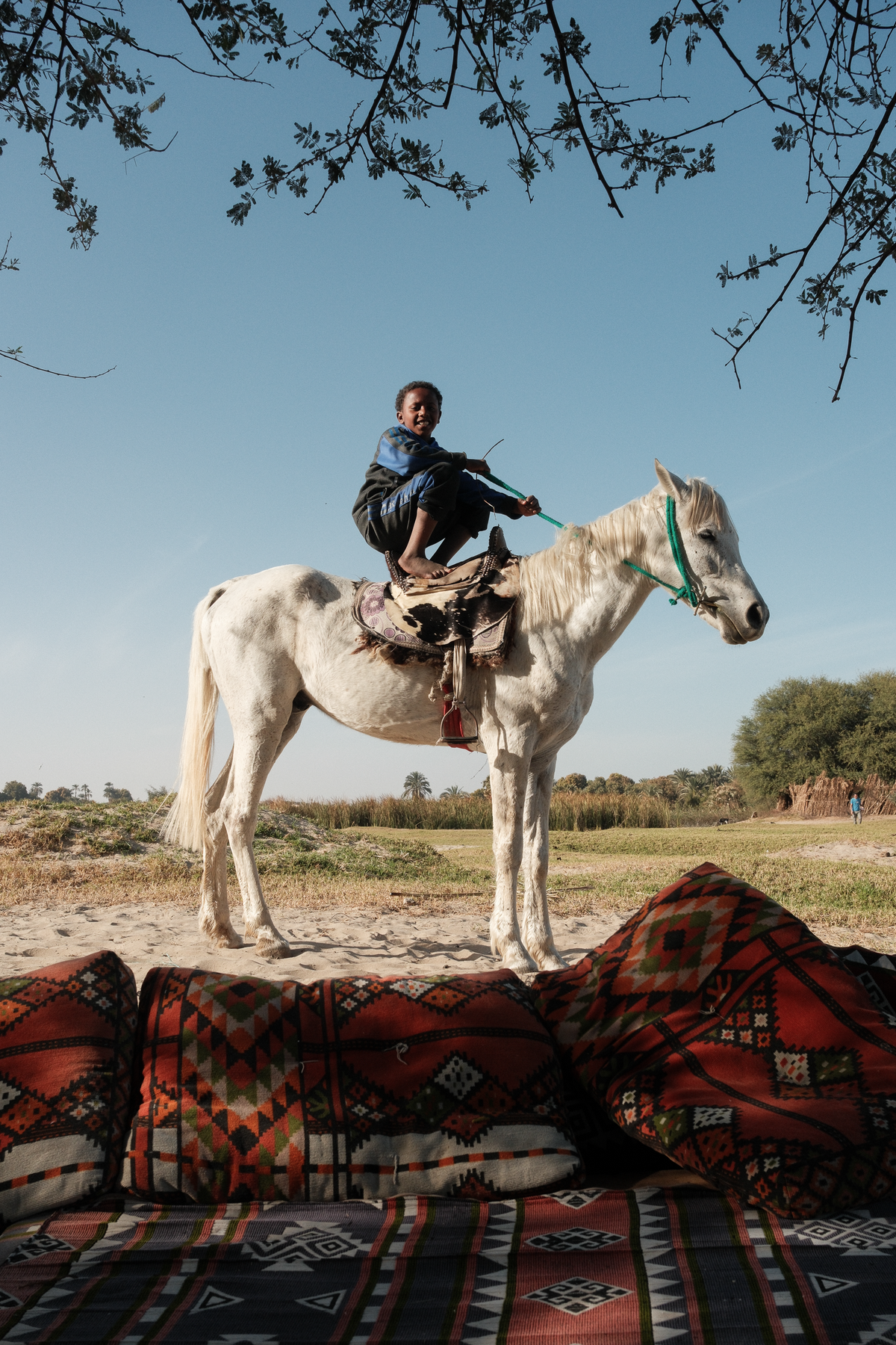 Hamza crouching barefoot on the saddle of his horse under an acacia tree, woven red cushions in front