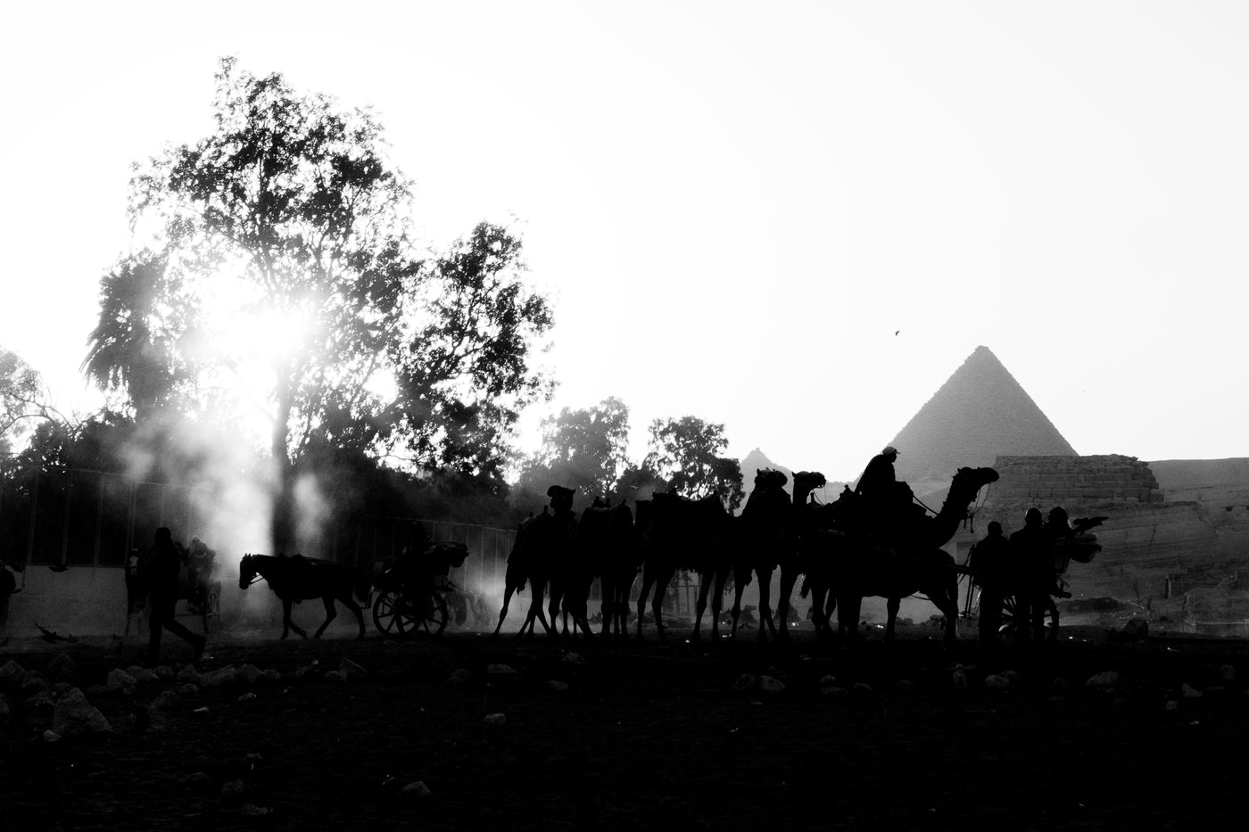 Black and white street photograph of a camel caravan before the Giza pyramids, Cairo